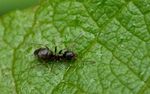 Lasius niger